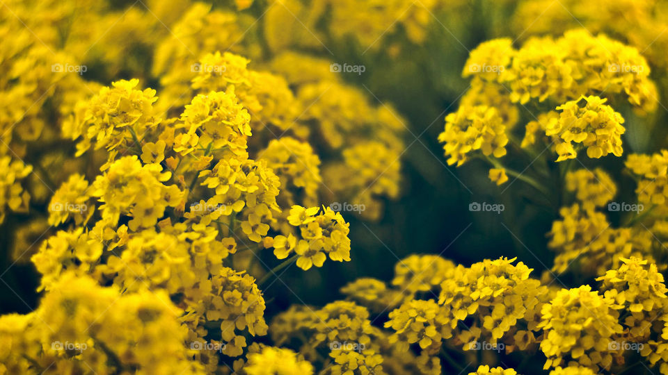 Beautiful yellow Flowers