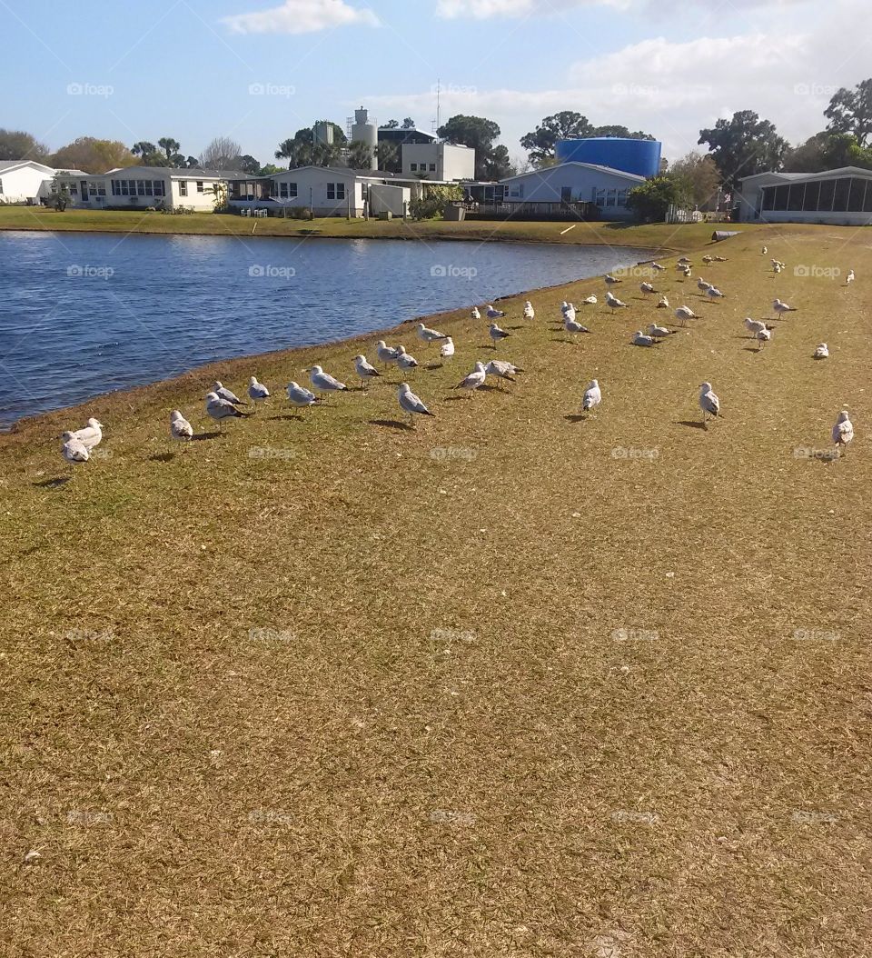 family of seagulls . seagulls 