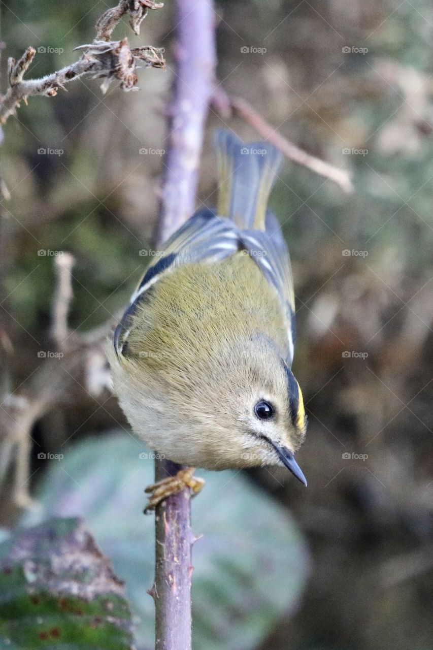 Goldcrest