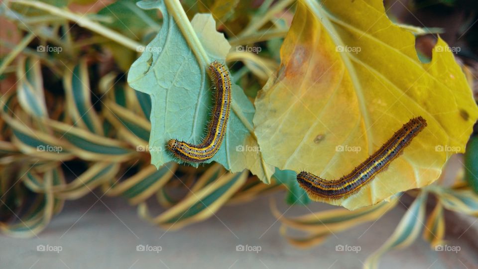 Horta. Lagartas roendo folhas de couve.