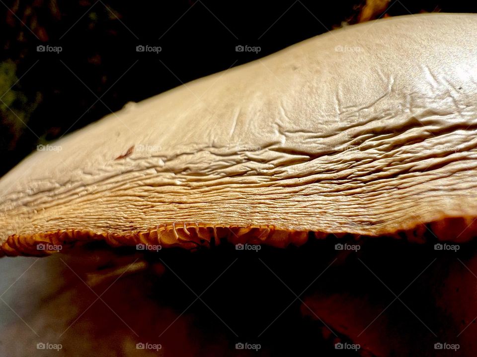 This edge of a drying mushroom stands out in the shadow. A tiny bit of the gills are visible.