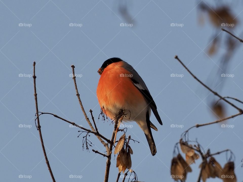Bullfinch