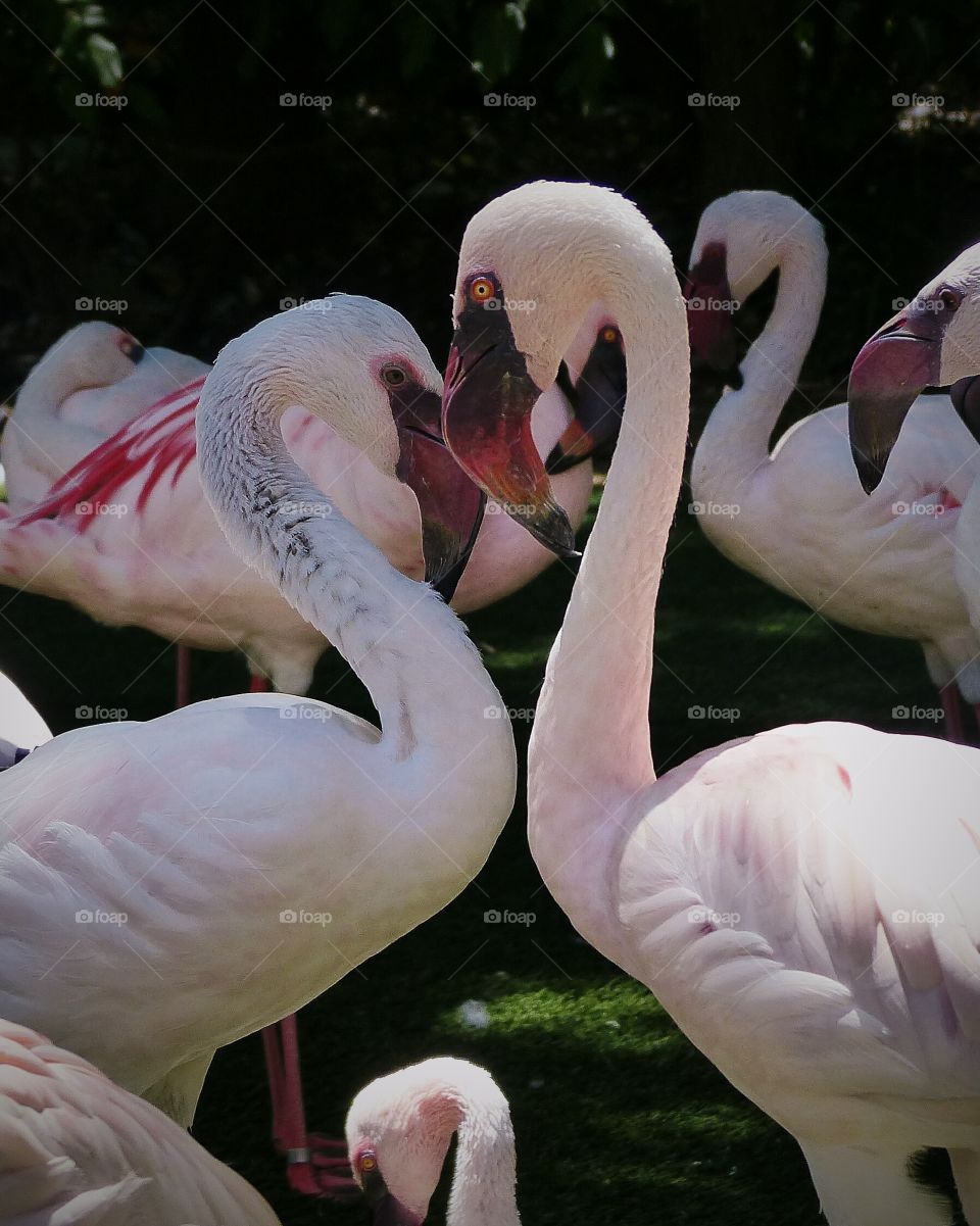 Valentine Flamingos