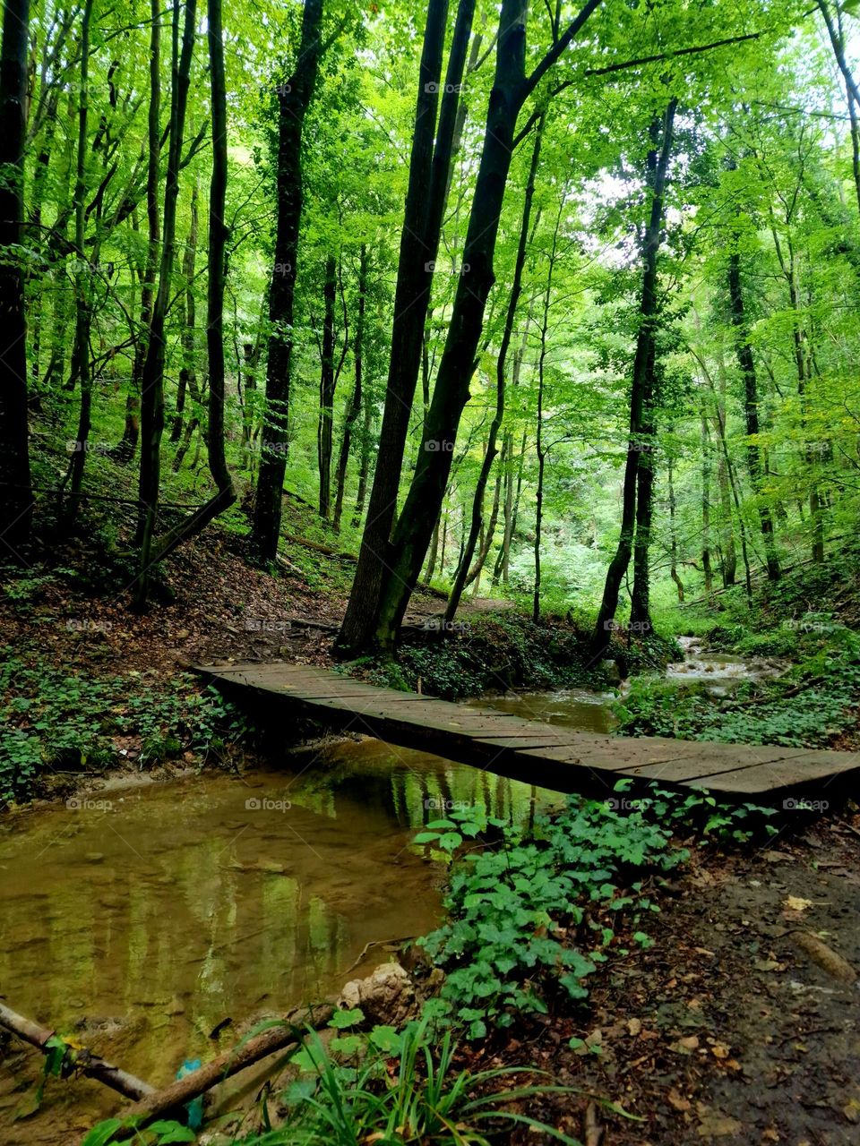 wooden bridge