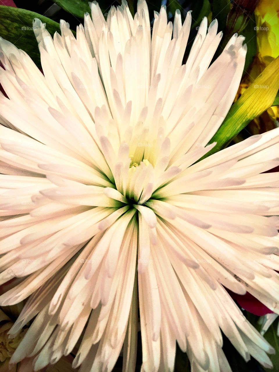 Close up of white flower