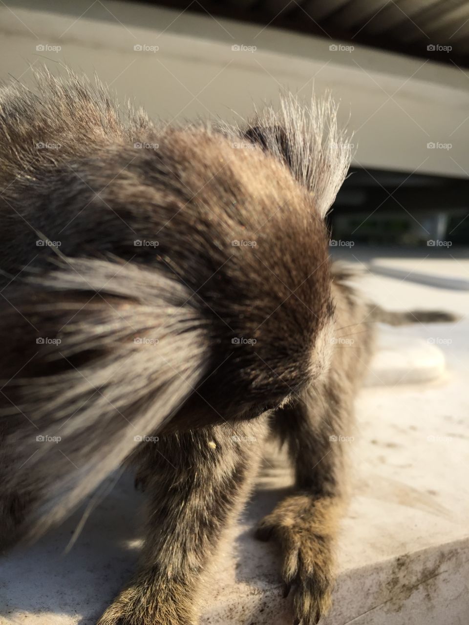 Monkey head. A monkey