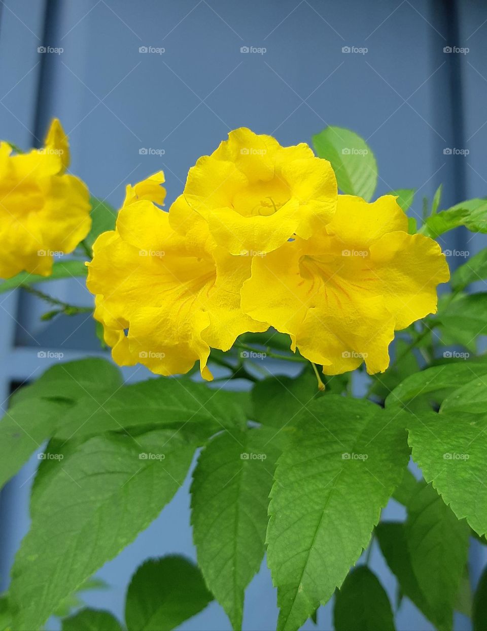 The yellow colour of tecoma flowers surrounded by green leaves. Close up