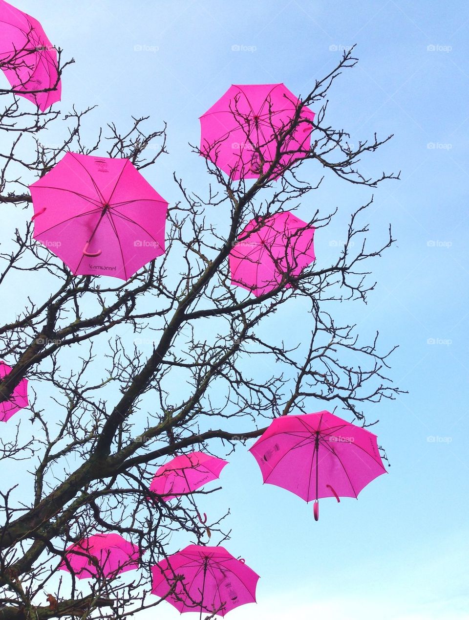 Umbrella tree.