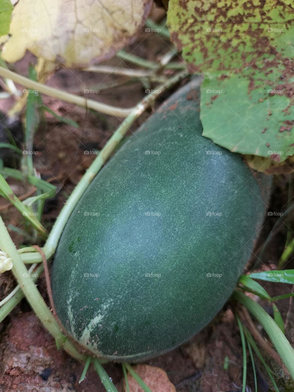 Picture of a cucumber that is green and immature