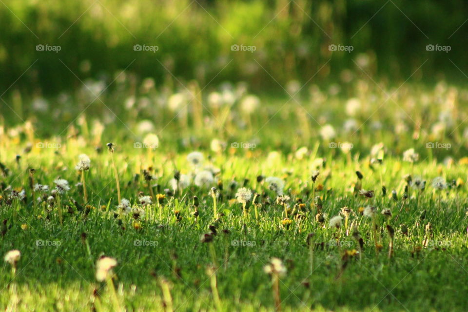 Grass, Nature, Summer, Field, Growth