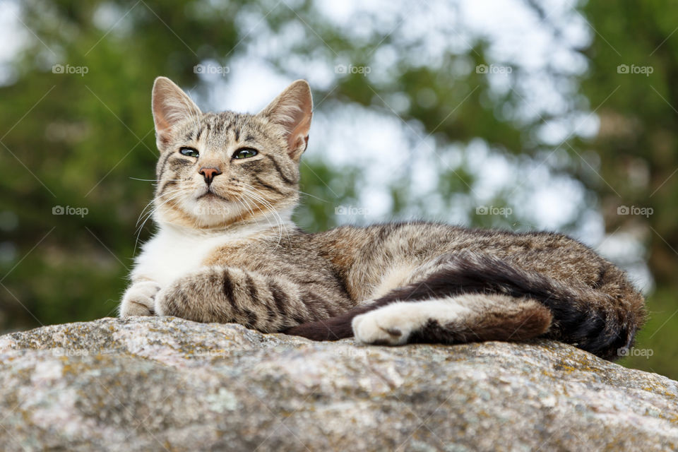 urban cat