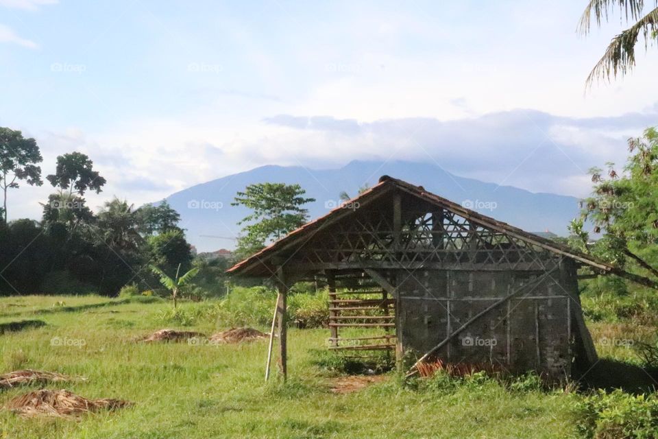 a hut on the edge of a rice field with a mountain background