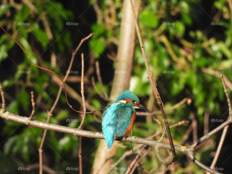 A kingfisher in a tree