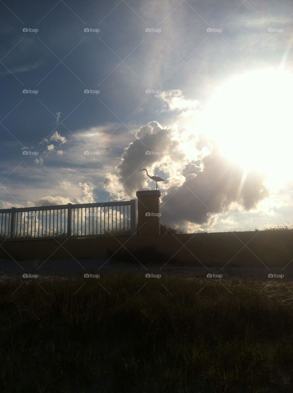 sunset sun bird cloud by mikeymike