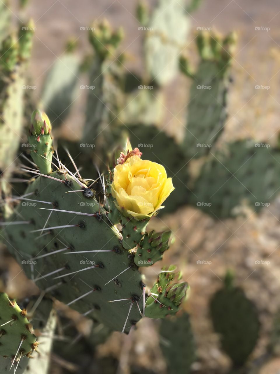 Desert Flower 