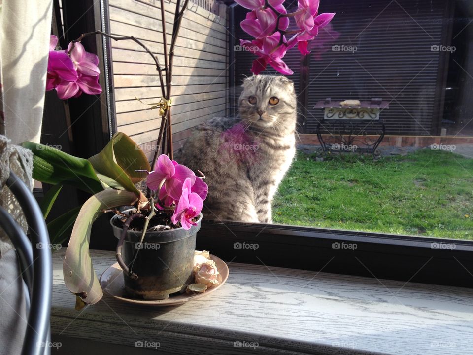 Cute kitten with bright flower 