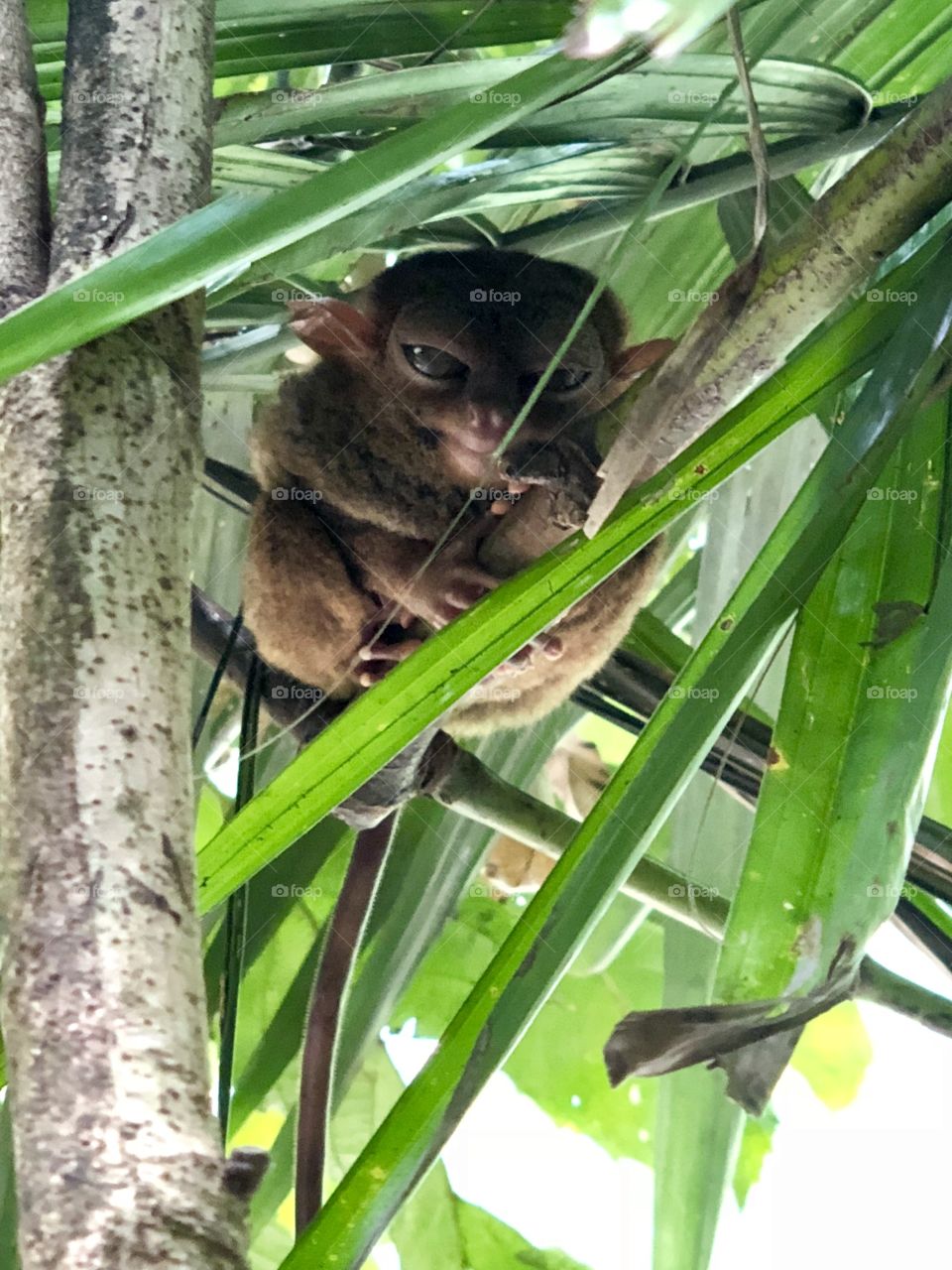 Exotic tarsier
