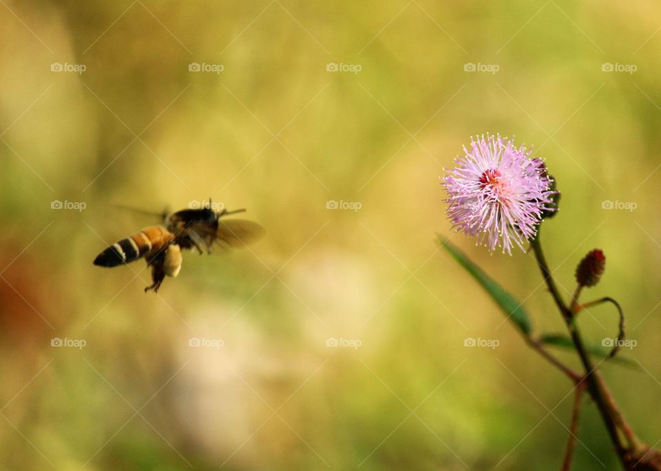 Bee flying towards flower