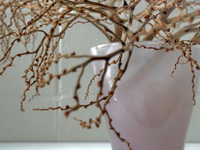 Dried curly palm seed/fruit fronds in a hand blown pink glass vase in front of an off white wall