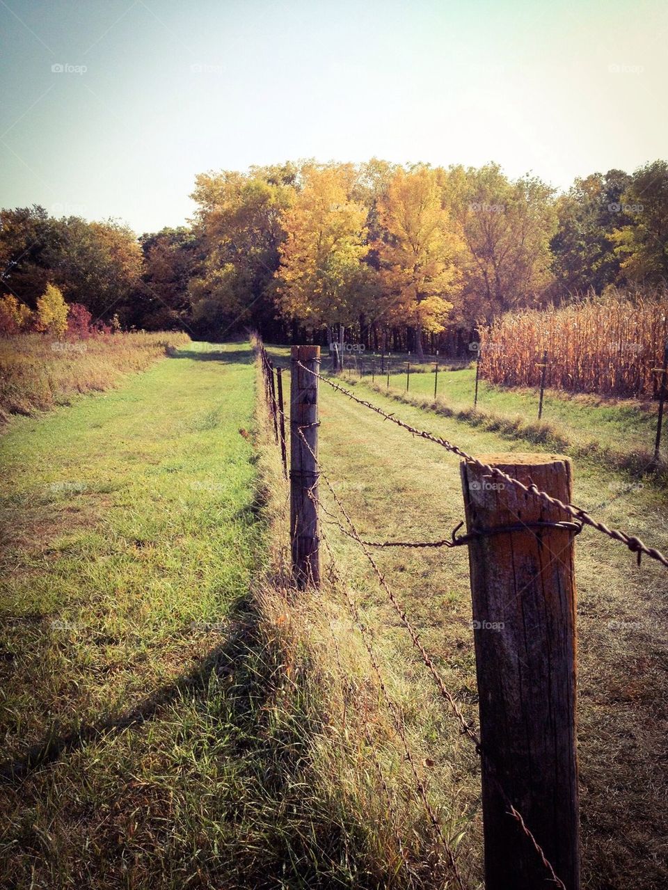 Autumn Fence