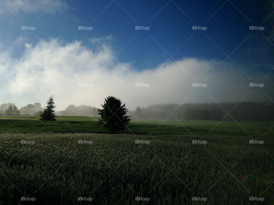 Landscape, No Person, Cropland, Agriculture, Tree