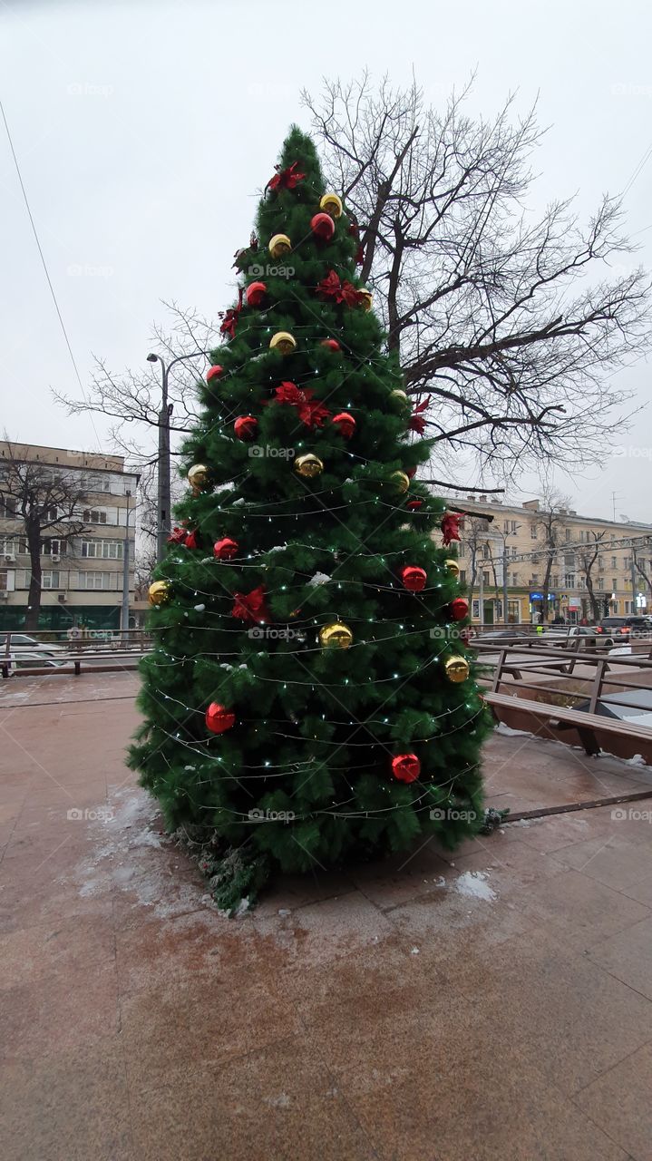 Christmas tree on a street with tree behind