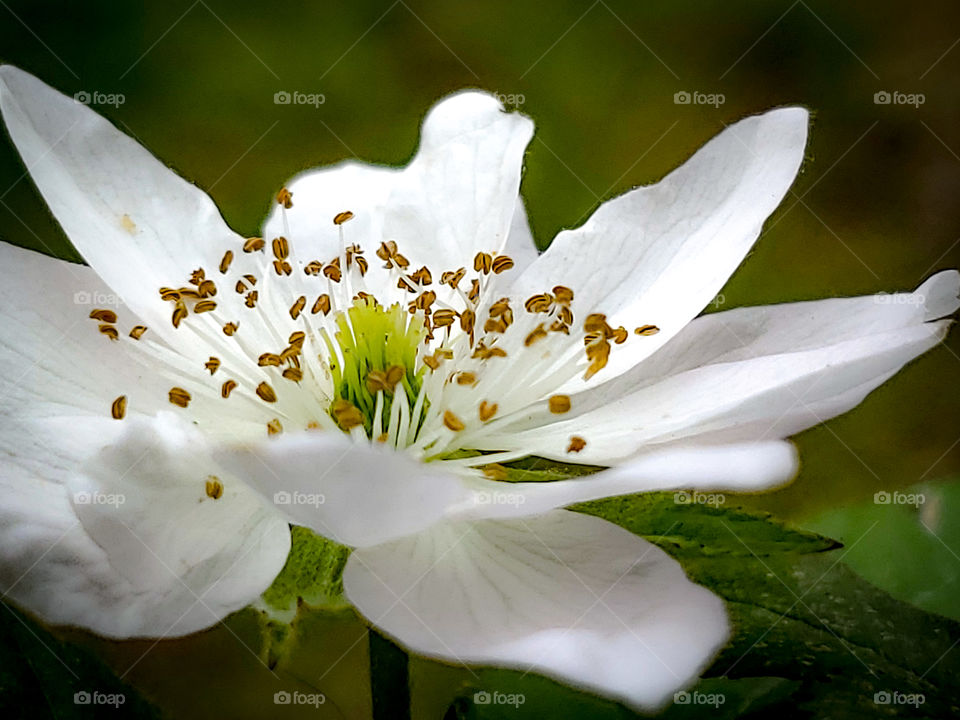 Closeup of a Spring bloom of a beautiful Navajo blackberry plant's white flower with subtle hues of lavender and a rose-like appearance. It is a cultivar developed at the University of Arkansas in 1989.