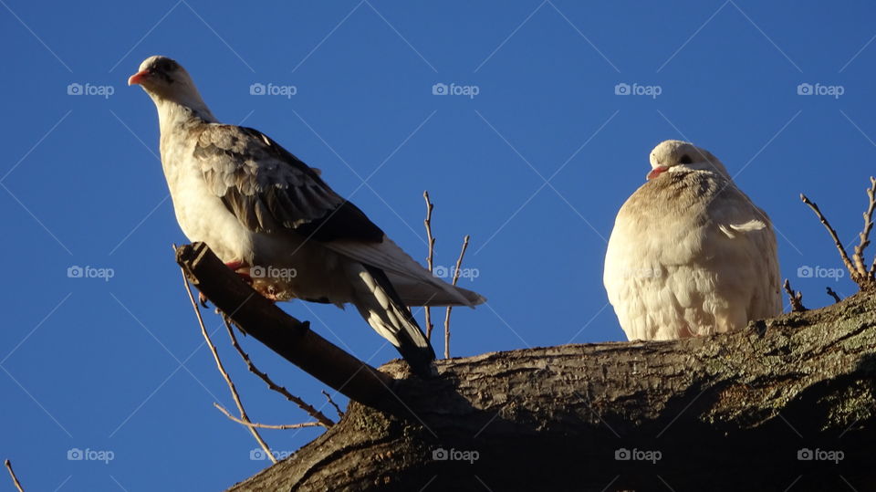 pigeons against the blue sky