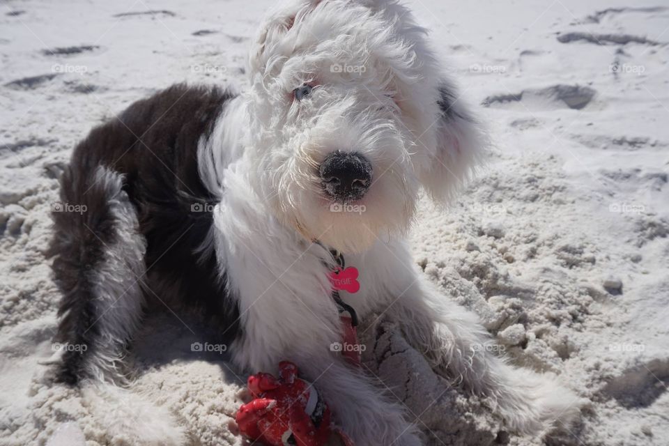 Puppy at Beach