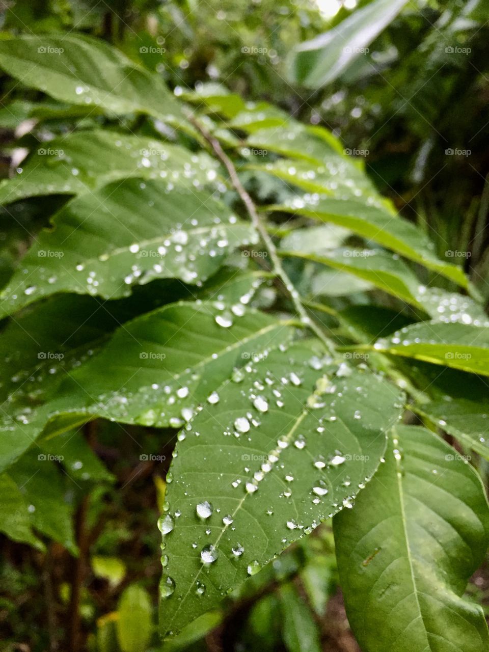 True joy of nature is when every drop of water shine like a pearl :)