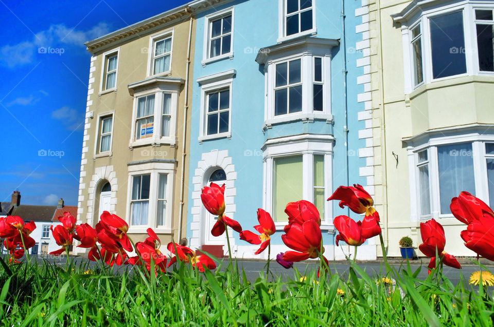 RED TULIP FLOWERS IN THE FOREGROUND WITH BRIGHTLY COLOURED HOUSES