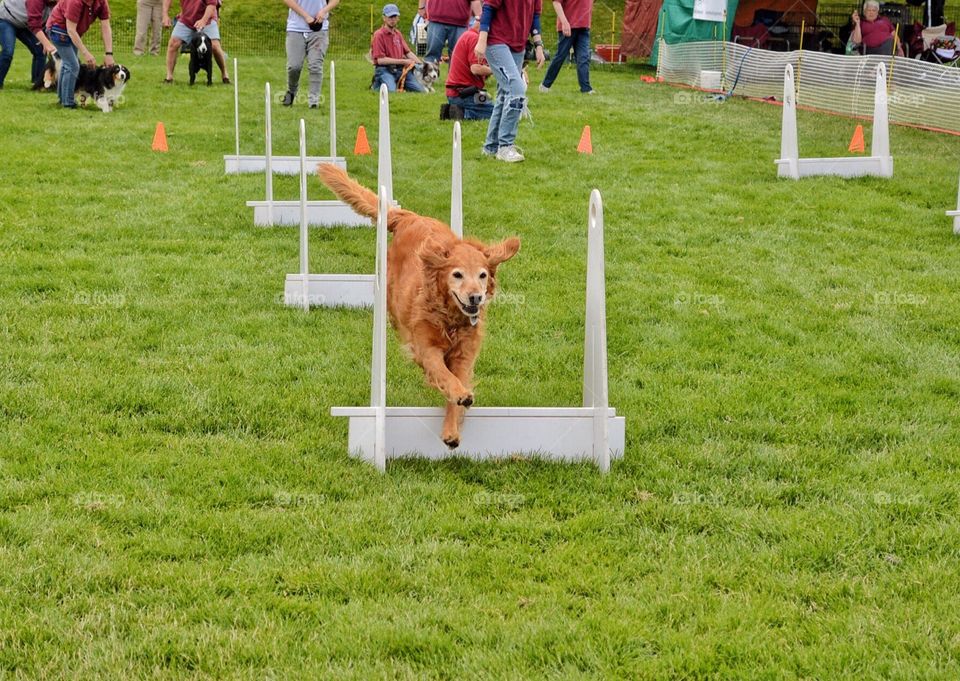 Dog competition