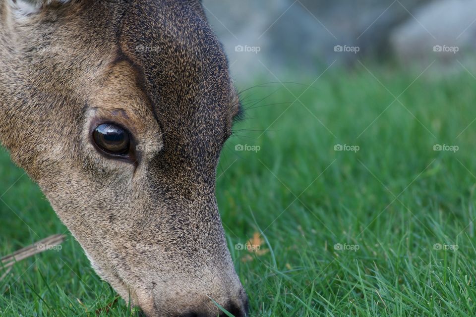 Close up of deer