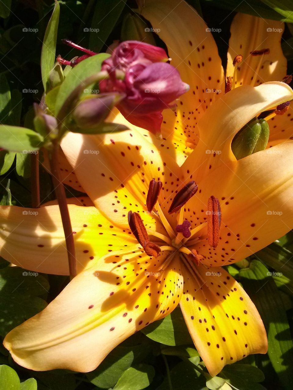 daylily 