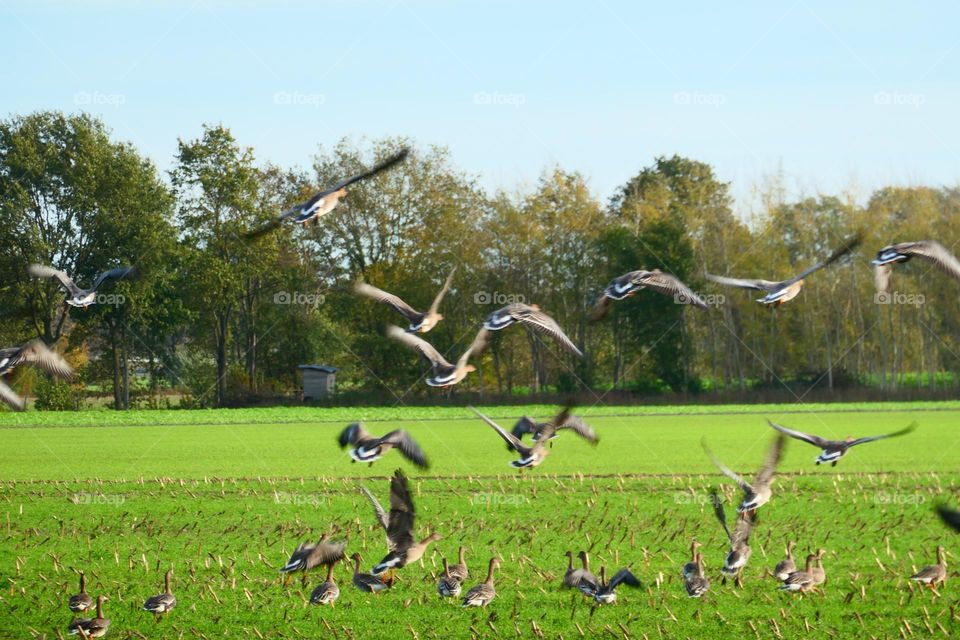 Wild goose fying in the sky