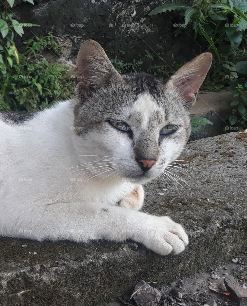 Cats are carnivorous animals but many people keep them and are liked because they are tame and fun to play with.