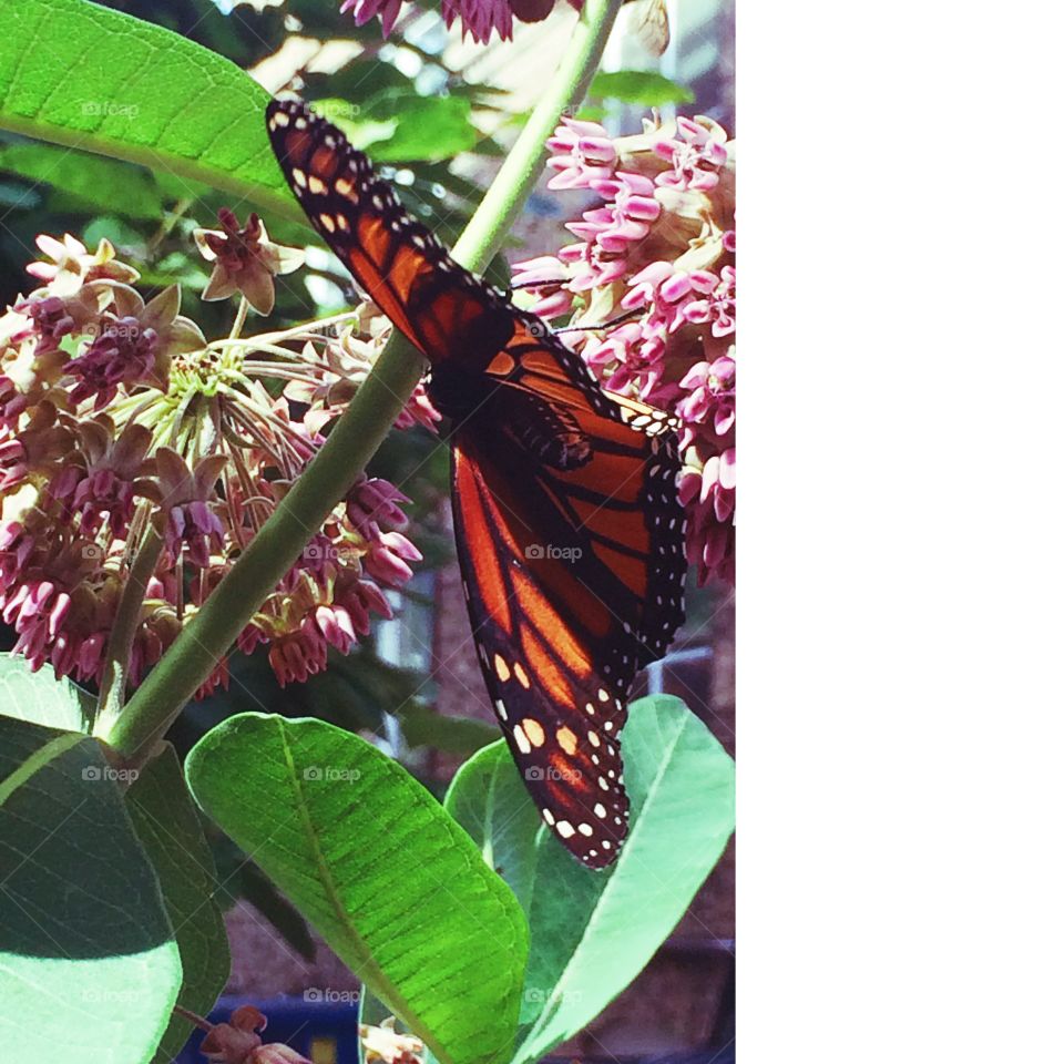 Butterfly, Insect, Nature, Summer, Flower