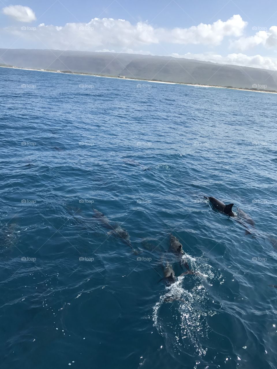 Dolphins in Hawaii 
