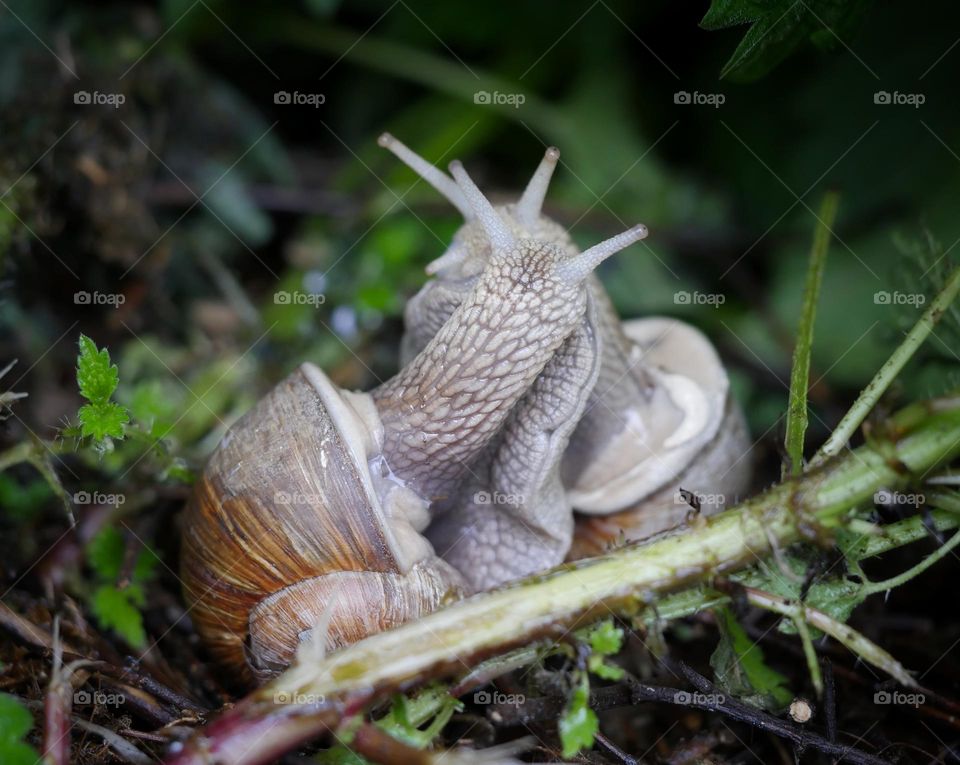 Land snails