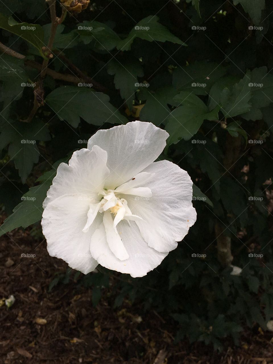White bloom