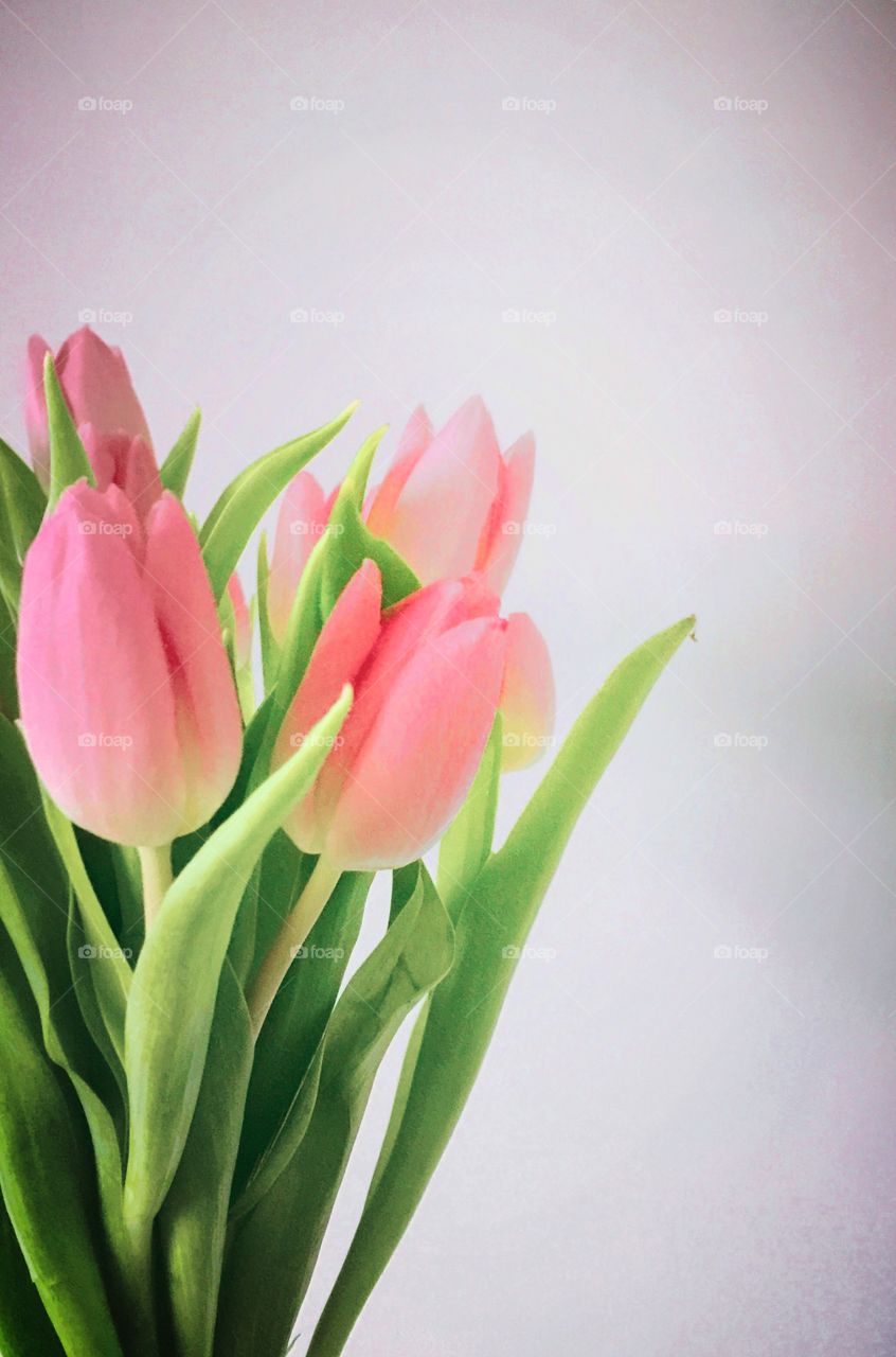 Pink tulips 