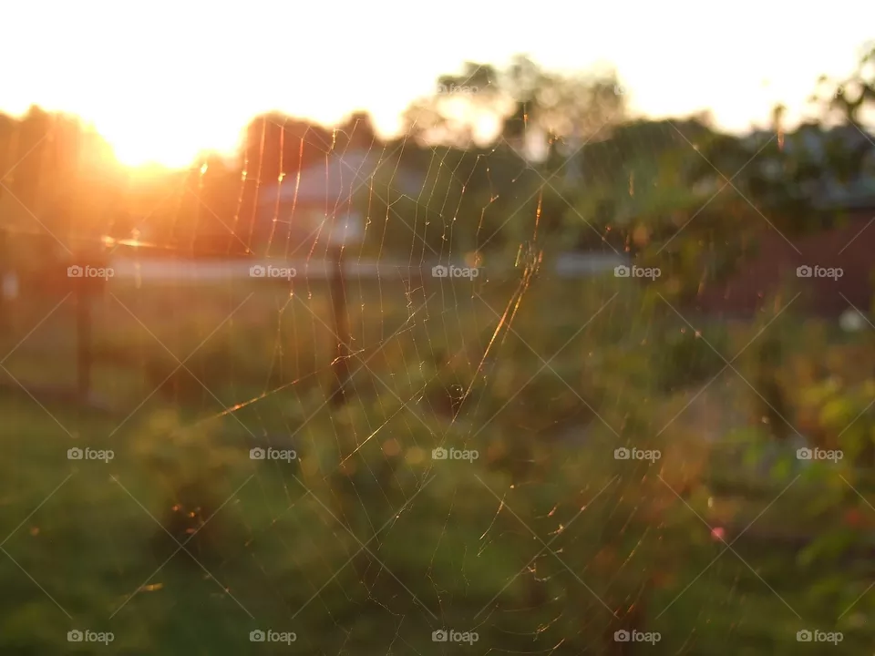 cobweb