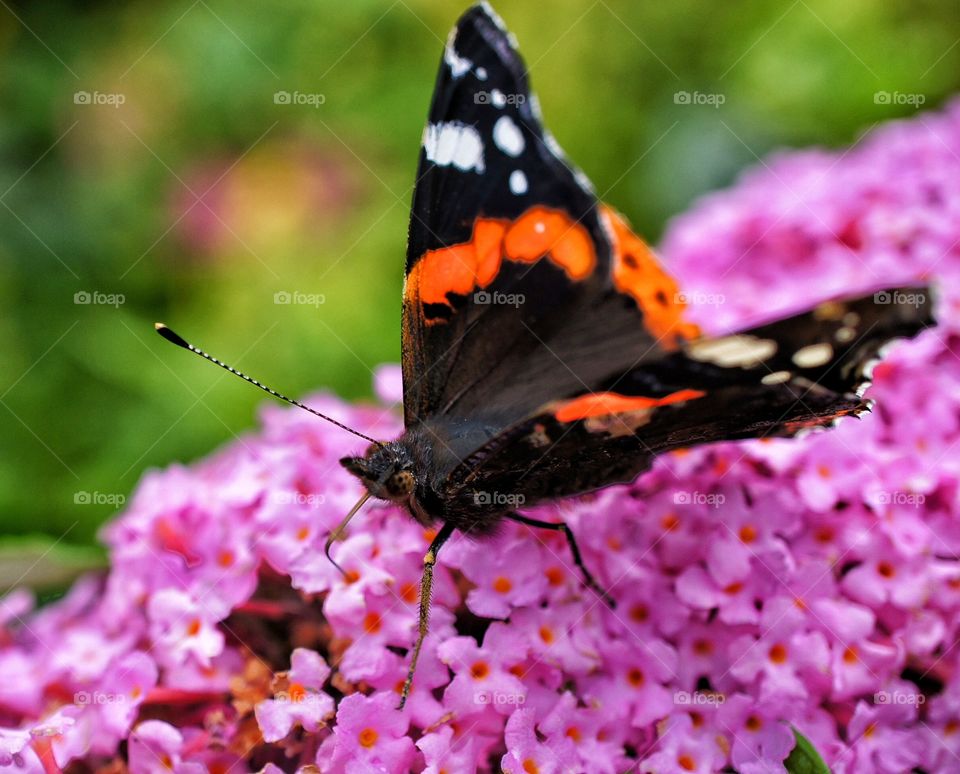 Butterfly close up