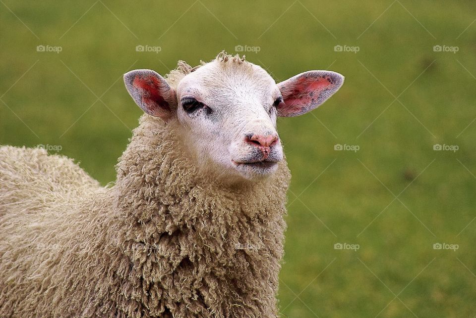 Sheep