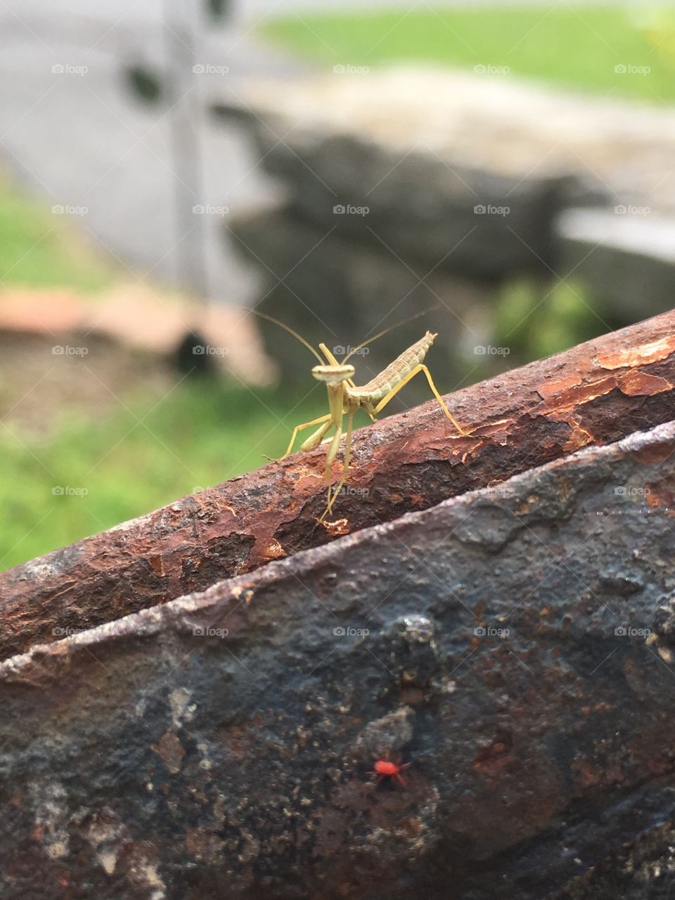 Praying mantis baby on pot