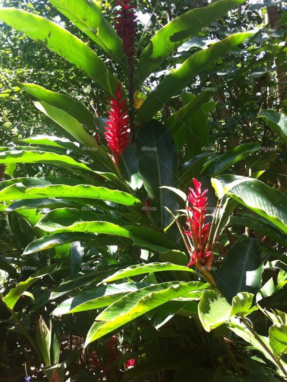 Red Hawaiian plant in Hawaii. Dole plantation farm.