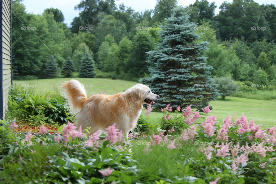 my golden retriever Kaci enjoying the green grass of home with the pink astilbe in full bloom in the garden