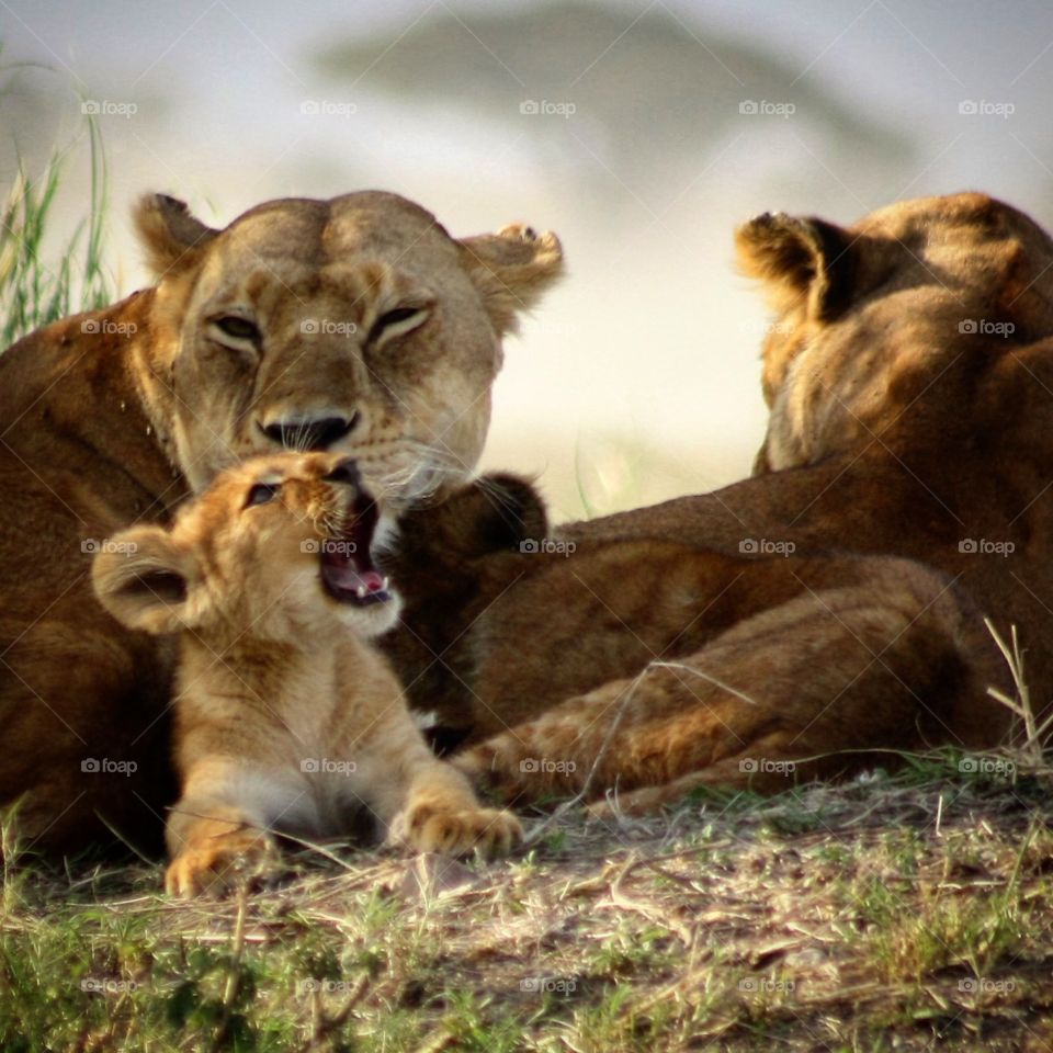 I'm working on my roar 