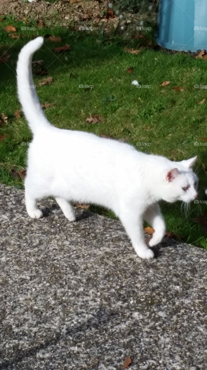 Cat, Mammal, Pet, Domestic, Cute