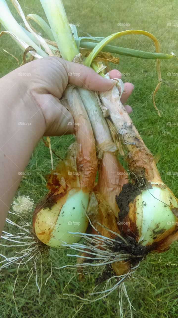 Harvesting homegrown organic onions